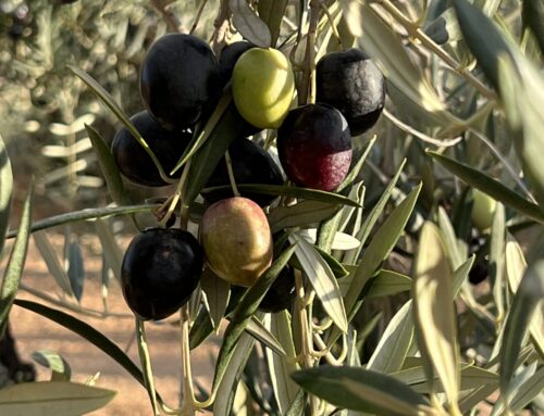 Olijven voor brein en lichaam