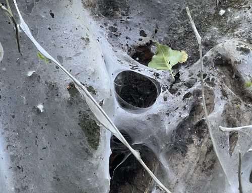 What a moth knows…..